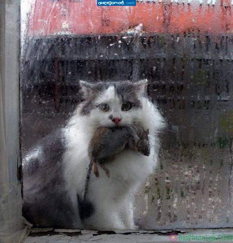 хозяева, вызовите скорую! крысе плохо!