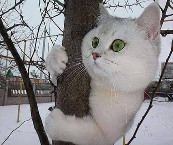 Меня выгнали, а сами колбасу едят!!!