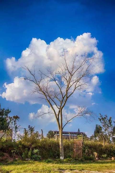 "облака запутались в ветвях"