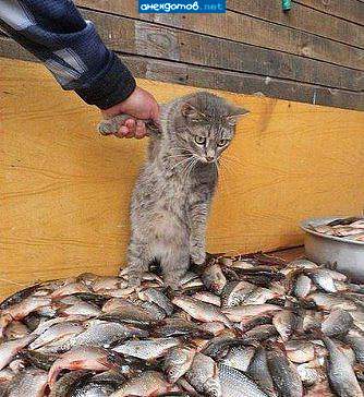 хозяин,отпусти,я только посчитаю.