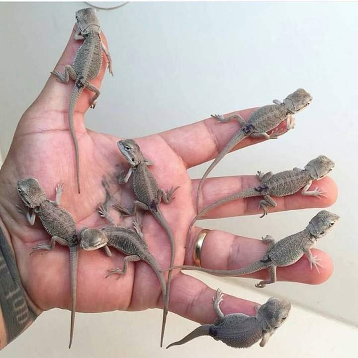 -Пилинг? -Та нее,руки давно не мыл,микробы выросли ...