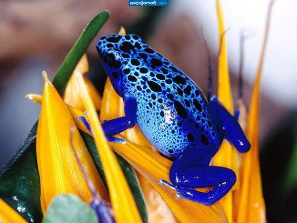 Жаба ще не вмерла, жаба ще жива