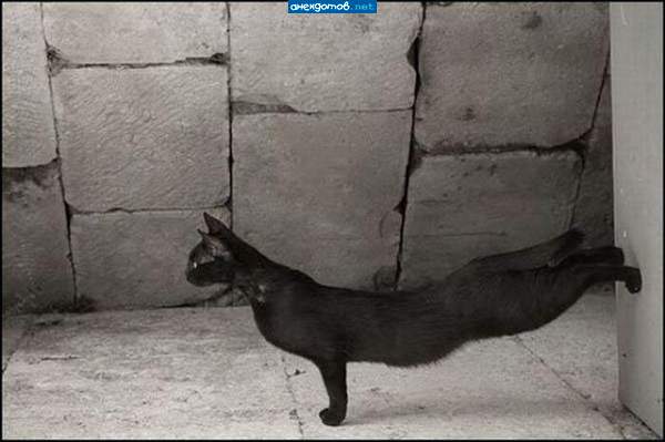 КотЭробика