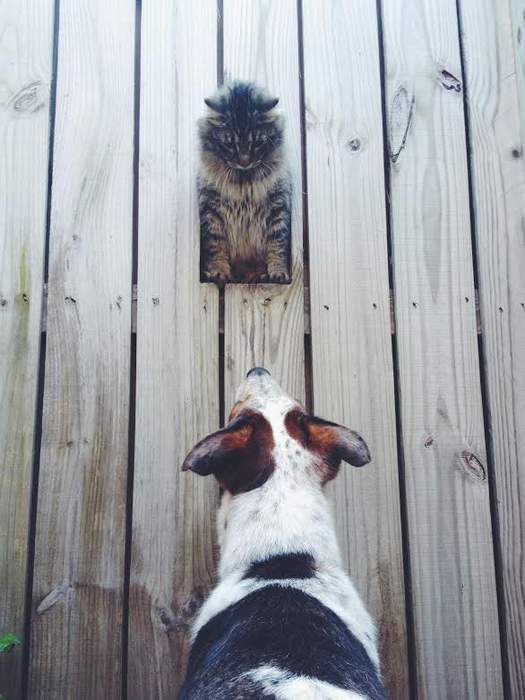 Ромео, милый мой Ромео...