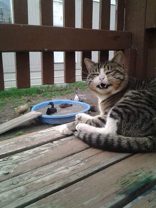 Павлины, говоришь? Хе