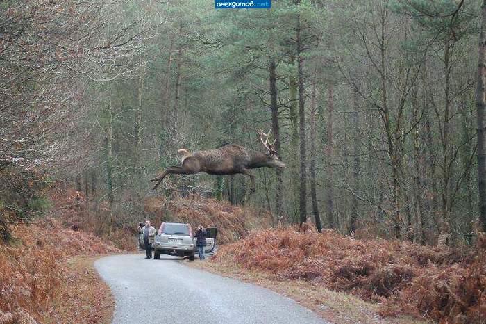 Низко пошел. Видать к дождю.