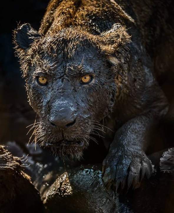 Грязевые ванны