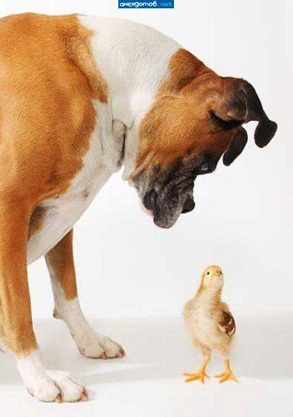 достоинство и снисхожение