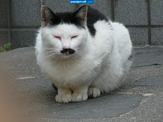 кот Борис Мурда