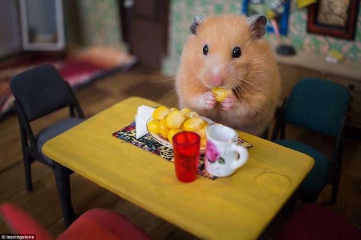 День рожденья у Яшки