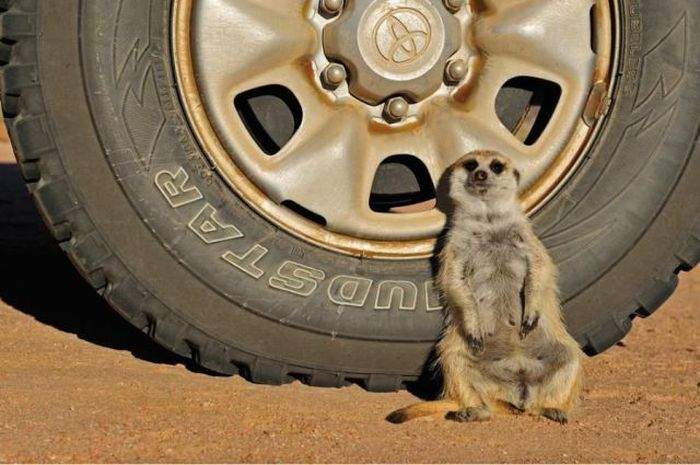 А еще хочу приписать для вас,любезный Пумбо, что иной раз такая тоска к сердцу подступит, клешнями за...