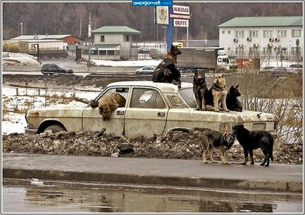 Планета собак