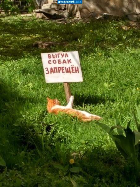 Митингующий