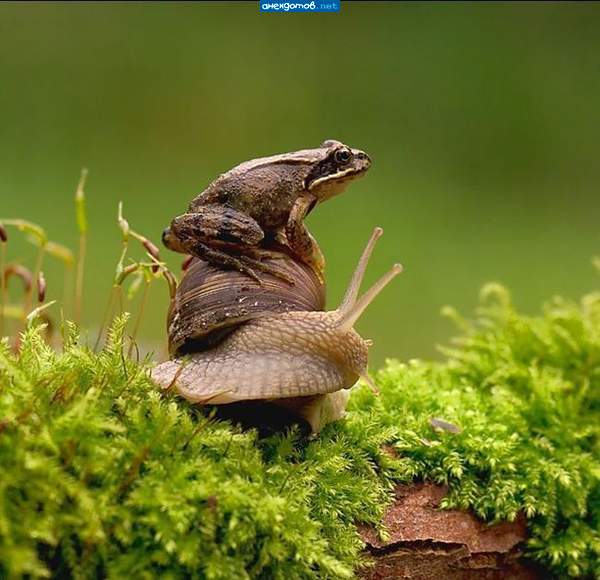 Чуть помедленнее, кони, чуть помедленее...