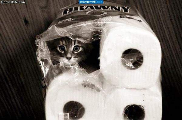 Новое предложение! Покупай 7 рулонов и Котэ в подарок!