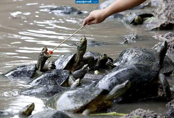 это хищники шо песдетс-не даром хавчик на палочке.