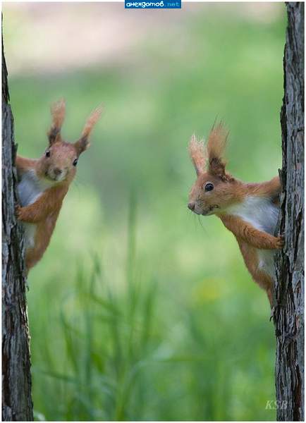 обычно сперва двоится, после белочка, а тут всё сразу