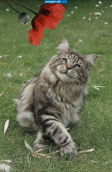 так вот ты какой, мейн-кун!