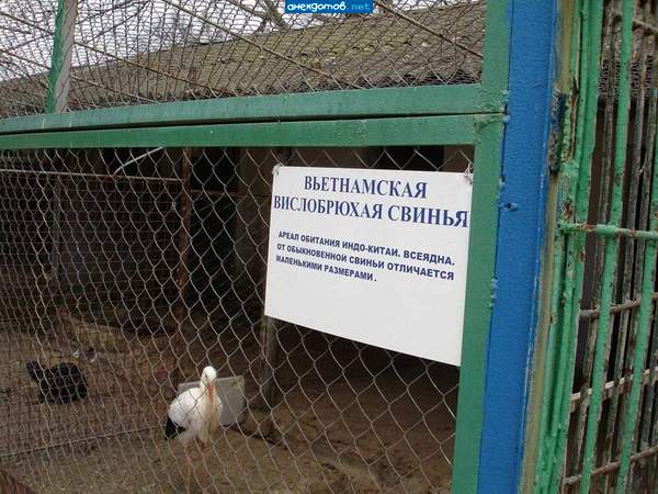 странные свиньи во Вьетнами