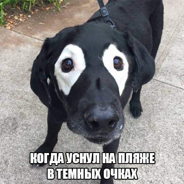 Веном нашёл себе нового хозяина)))