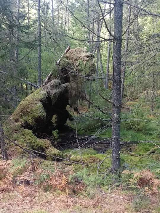 Там на неведомых дорожках следы невиданных зверей...