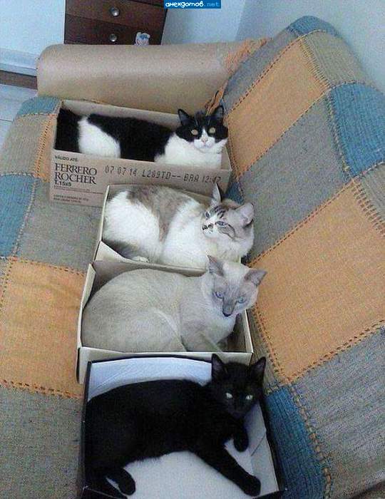 Коты-коробейники!!!