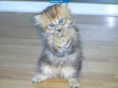 Что, сосиску не дадите?