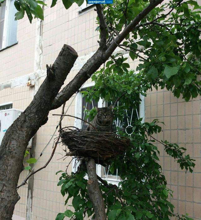 Ну, допустим, кар!