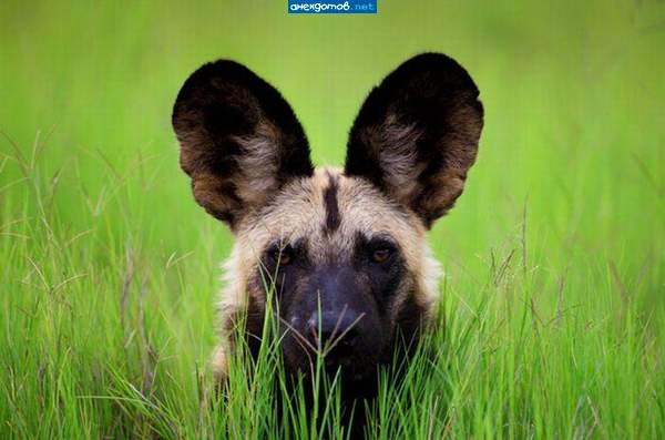 говорите громче, он плохо слышит.