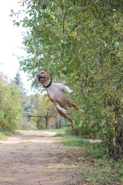 Эх, жизнь моя жестянка, а ну её в болото, а мне летать, а мне летать, а мне летать охота!