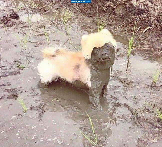 Из князи в грязи