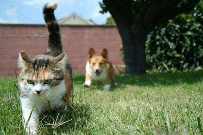 Шарик, за мной! Я знаю где они прячут котлеты!