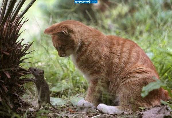 ты ешь, ешь, а то я таким худым не наемся