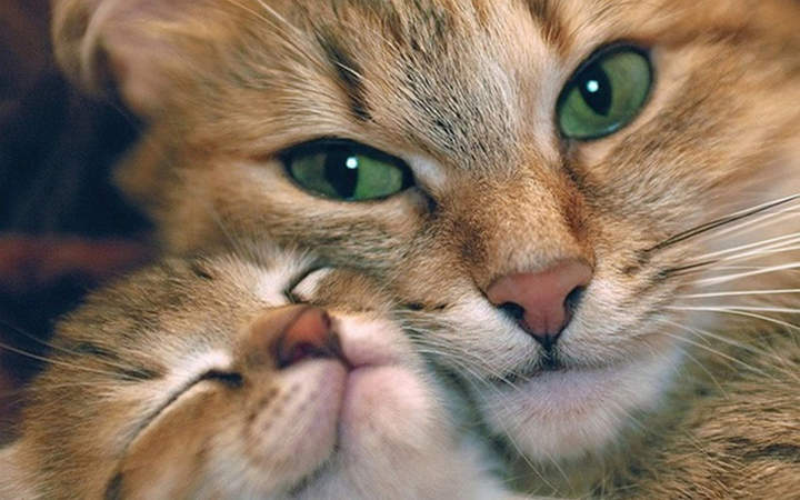 Рыжий папа,рыжий мама,рыжий я и сам!Вся семья моя покрыта рыжий волосам...
