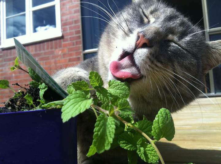 НарКОТик....