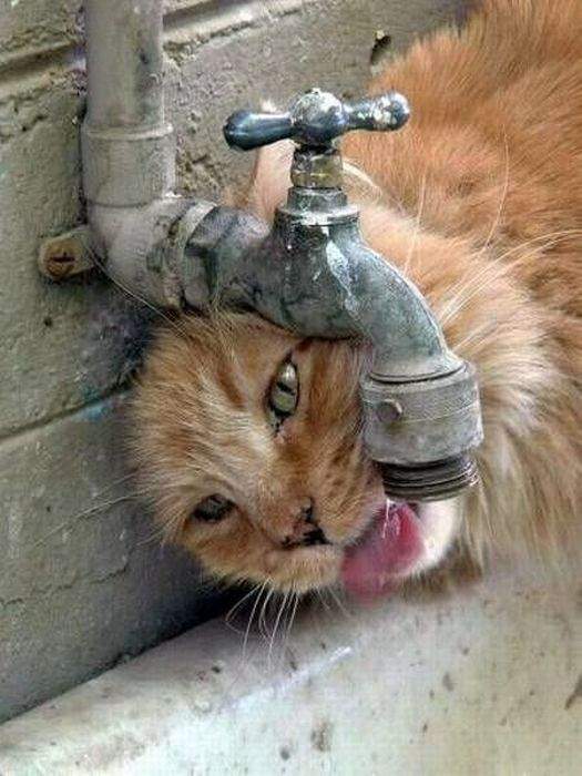 напоите кота,а потом фотографируйте,бедное животное