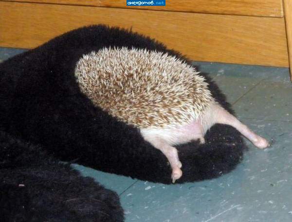Лоша-а-д-ка-а.....