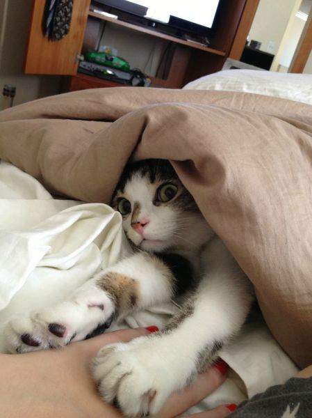 сам на работу иди, а мне и здесь хорошо. видишь, нету меня.