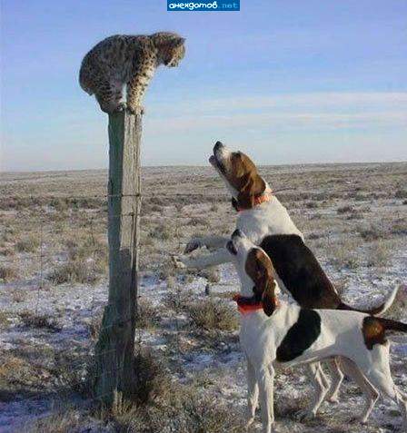 Сейчас придет мама и пепец шавкам.