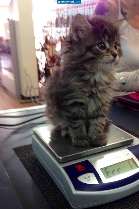 Срочно на диету