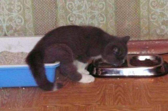 Котопровод