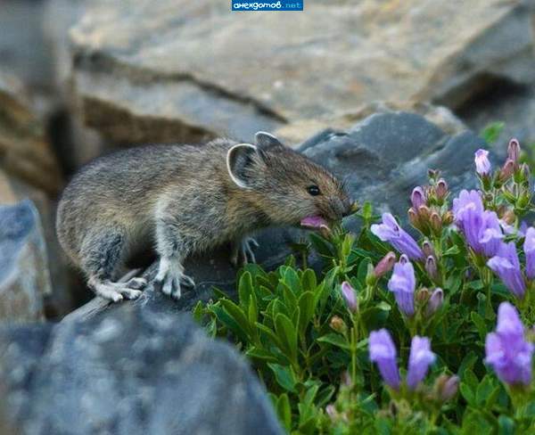 Эх молодость, цветочки...