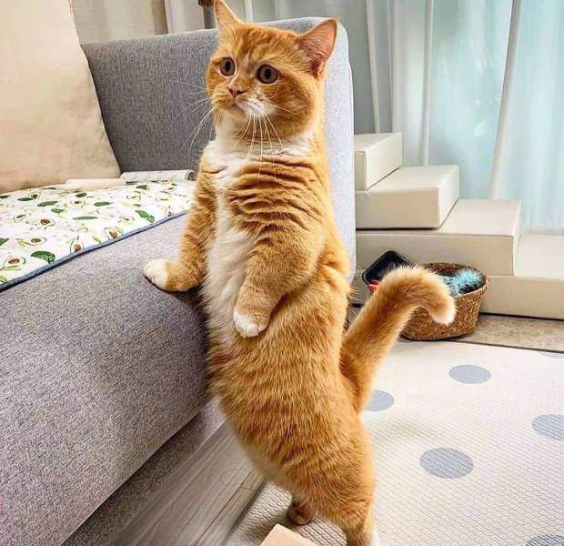 "А подушечка моя где ?"