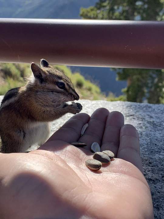 "У меня такое чувство, что немногие узнали бурундука..."