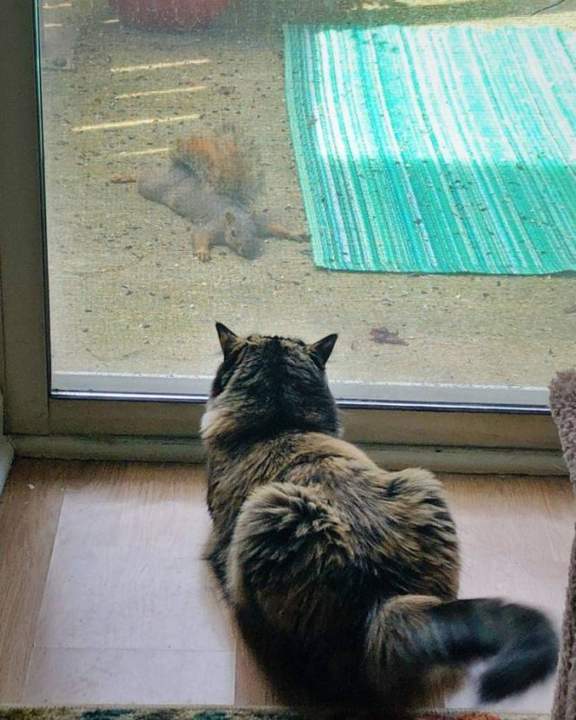 О великий котэ, не вели казнить, вели слово молвить!