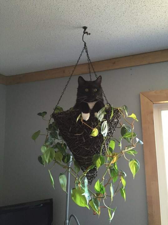 "кОшпо"