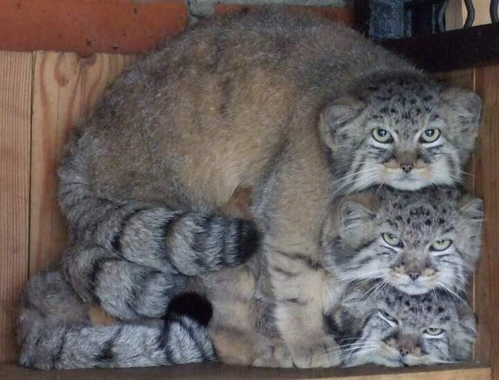 заархивировались