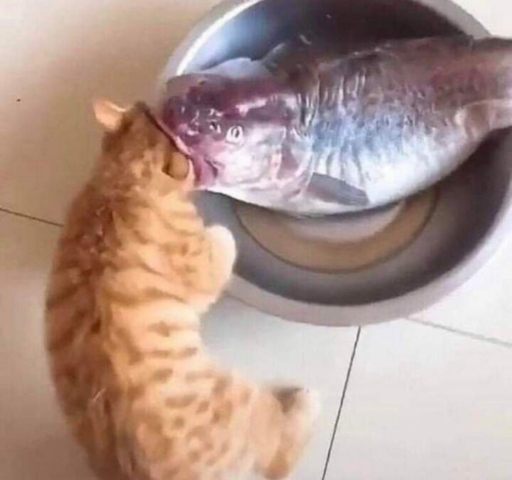Где же там наживка