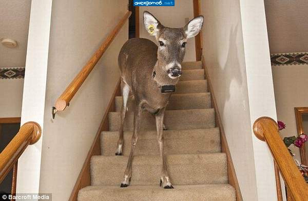 Остальные 59 по дому бродят...