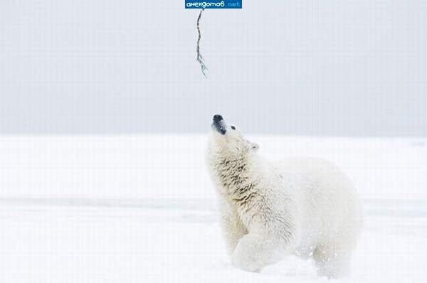 "дёрни за верёвочку - дверь и откроется"